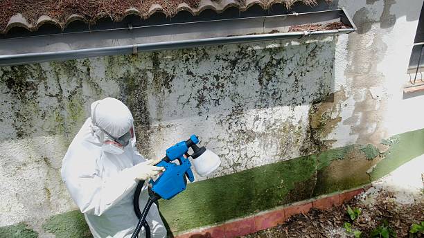 Trusted Mold Inspection service in Port Republic, MD - Cheap Mold Removal